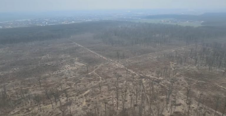 Romania will monitor its forests with satellites