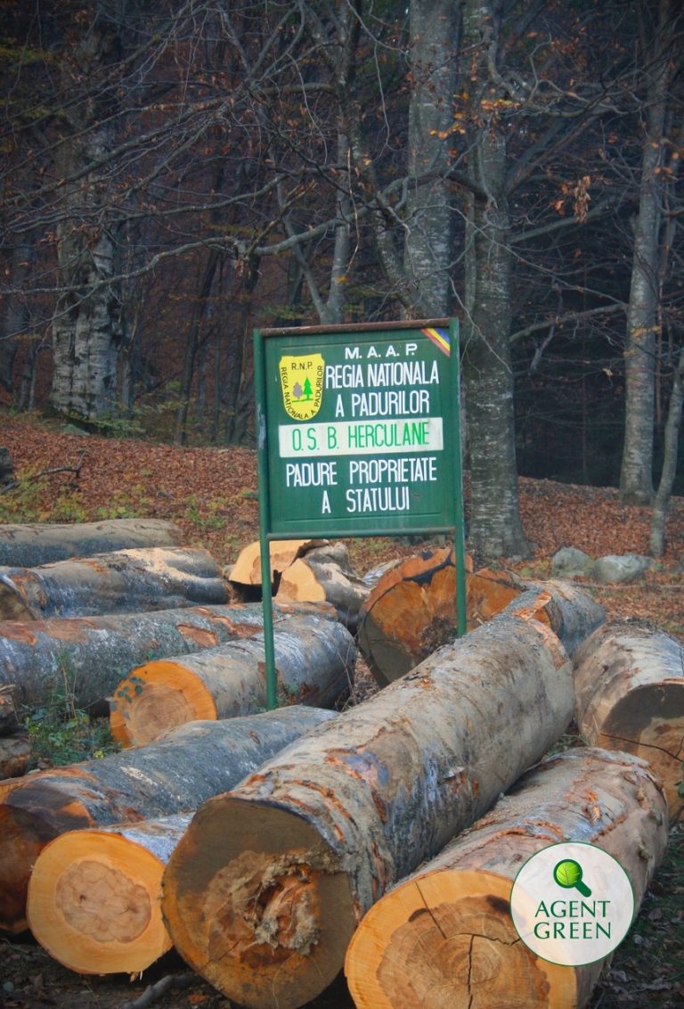 Agent Green: Victorie! 29.058 hectare de păduri de la Băile Herculane au fost salvate în instanţă