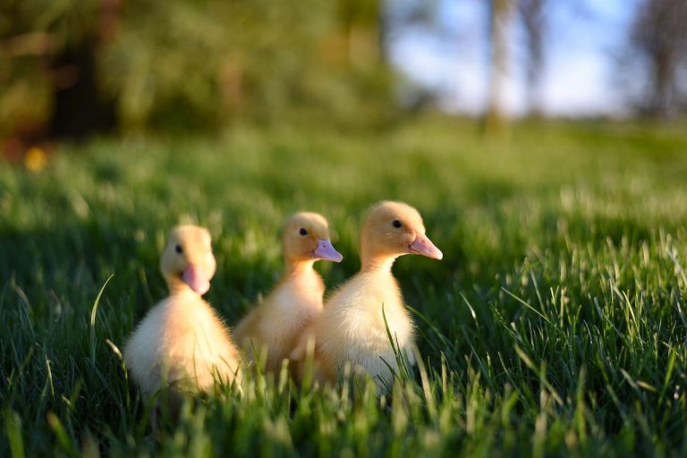 Focar de gripă aviară la o fermă de raţe care fuseseră deja vaccinate