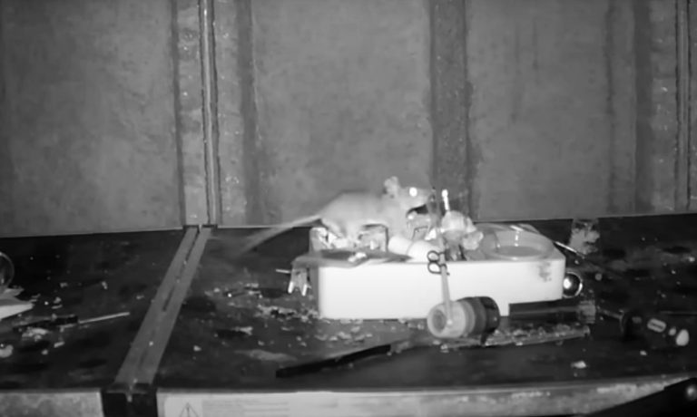 VIDEO | Imaginile cu un șoricel care face ordine în fiecare noapte pe masa de lucru a unui fotograf au devenit virale