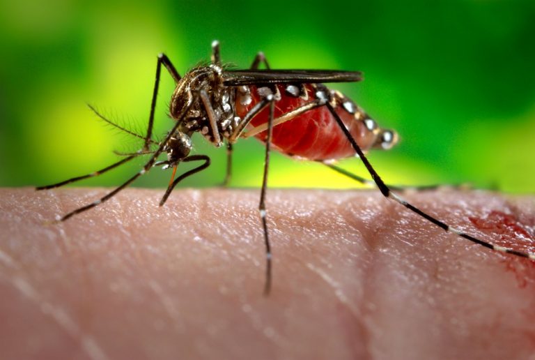 Peru declară stare de urgenţă sanitară, în contextul unui focar ”iminent” de febră dengue