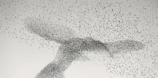 Starling Murmuration, by Daniel Dencescu. photos copyright Wildlife Photographer of the Year