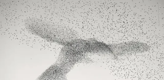 Starling Murmuration, by Daniel Dencescu. photos copyright Wildlife Photographer of the Year