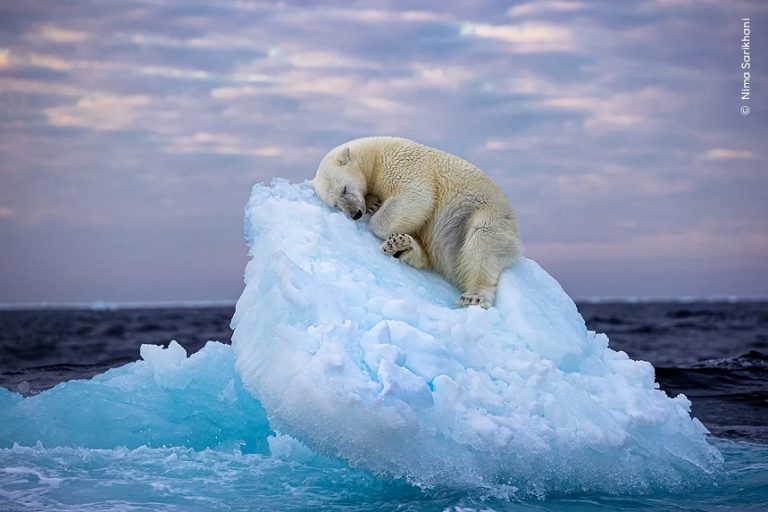 FOTO | Cea mai frumoasă fotografie a anului 2023: Un urs polar care doarme pe un aisberg / Fotografia românului Daniel Dencescu, printre cele finaliste