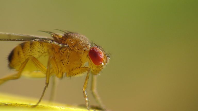 Musculiţele de fructe ar putea contribui la oprirea dezvoltării tumorilor cerebrale