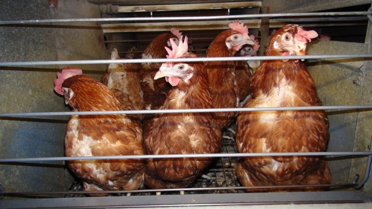FOUR PAWS exposes cruel practices of the egg industry, calls for an end of cage keeping