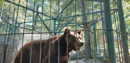 Horjul, Slovenia | 2022 08 02 | Investigation into male bear Tim kept in private Zoopark Rozman, Horjul, Slovenia.