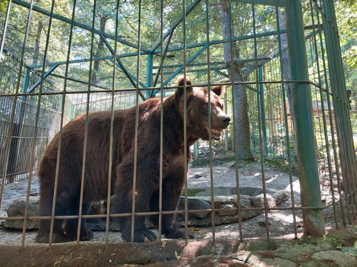 Horjul, Slovenia | 2022 08 02 | Investigation into male bear Tim kept in private Zoopark Rozman, Horjul, Slovenia.
