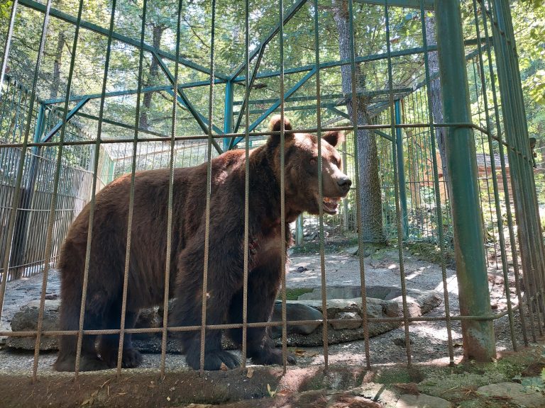 Slovenian bear’s ‘shocking’ death blamed on authorities’ negligence