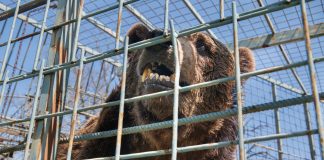 Vipava, Slovenia | 2023 05 09 | Investigation into the keeping of Male brown bear Mitko, Kept at Tourist Farm Abram, Nanos 6, Vipava, Slovenia.