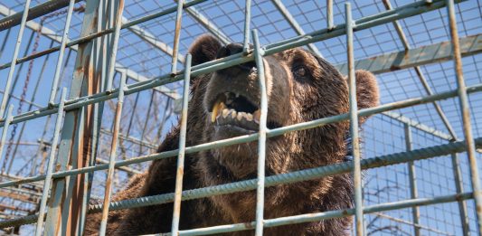 Vipava, Slovenia | 2023 05 09 | Investigation into the keeping of Male brown bear Mitko, Kept at Tourist Farm Abram, Nanos 6, Vipava, Slovenia.