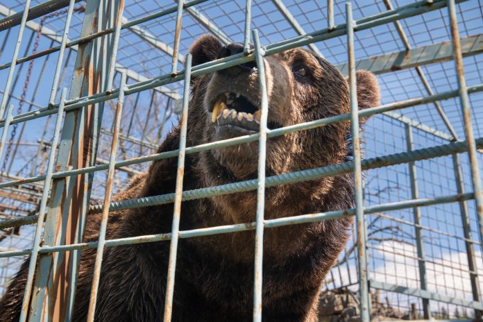 VIER PFOTEN_2023-05-09_00072 Vipava, Slovenia | 2023 05 09 | Investigation into the keeping of Male brown bear Mitko, Kept at Tourist Farm Abram, Nanos 6, Vipava, Slovenia.