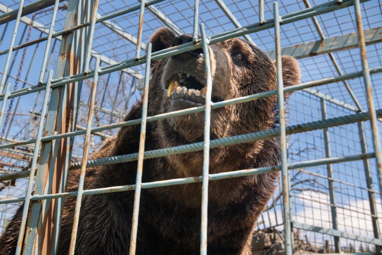 Animal welfare group urges for the release of four bears languishing in cramped cages