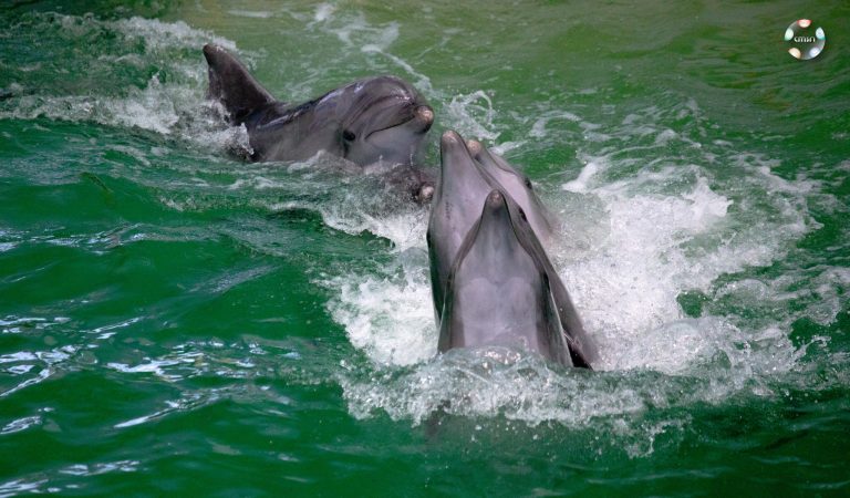 VIDEO | Premieră în România. Un pui de delfin s-a născut în captivitate, la Delfinariul din Constanța