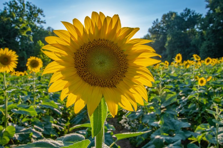 INS: România, pe locul doi în UE la producţia de floarea soarelui şi pe primul loc la suprafaţa cultivată, în 2023