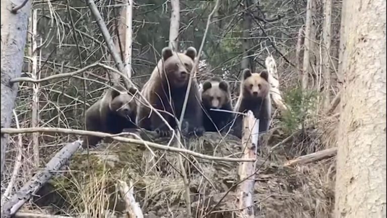 Bear Alert: tourists who feed roadside wild bears in Romania risk double fine