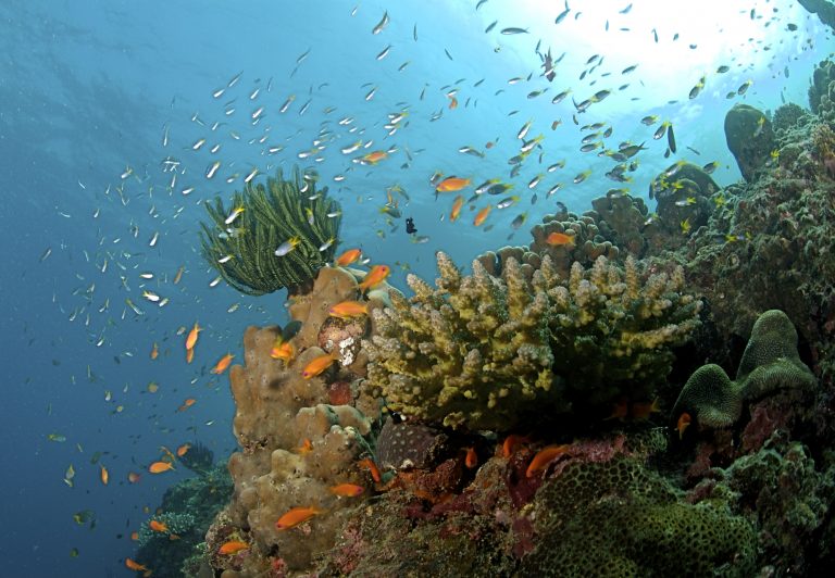 VIDEO | Oceanele se confruntă cu un nou episod masiv de albire a coralilor – agenţie americană