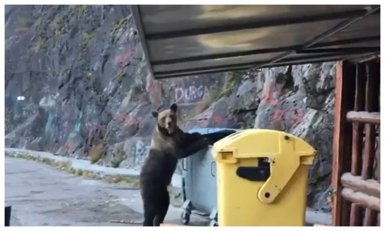 Turistă britanică, atacată de ursul pe care încerca să-l fotografieze, în zona barajului Vidraru