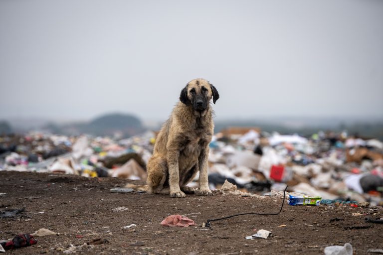 World Stray Animal Day: “Every dog and cat deserves a loving home”