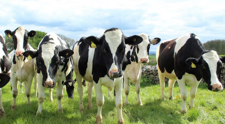 Banca Mondială recomandă reducerea ajutoarelor pentru crescătorii de animale, cu scopul combaterii schimbărilor climatice