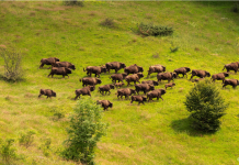 Bisons in the Tarcu Mountains:: WWF-Romania Zinbri in Muntii Tarcu-WWF-Romania.