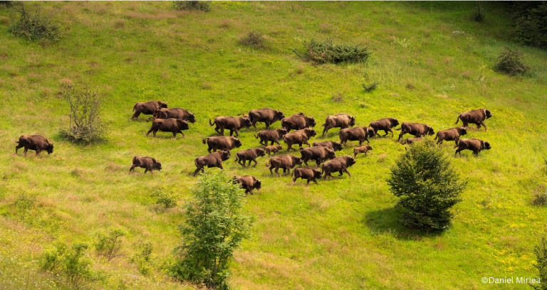 Climate heroes: Bison reintroduced to Romania could help store CO2 equivalent of almost 2m cars, researchers say