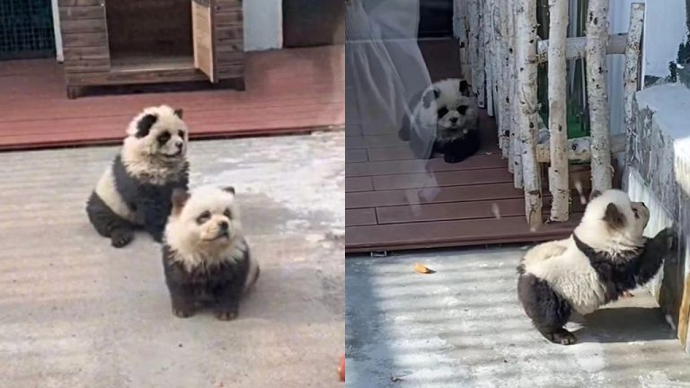 China zoo turns Chow Chows into panda cubs