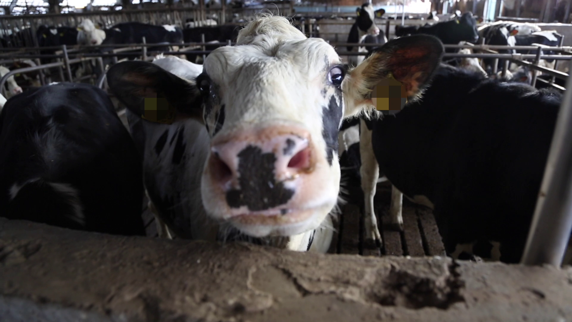 VIER PFOTEN_2023-04-11_00068 Photo still from video: Germany | 2018 | Dairy farm barn/stable in with cattle/cows in Germany, 2018. Photo: FOUR PAWS