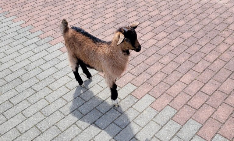 Young goat frolics in children’s park in Romania