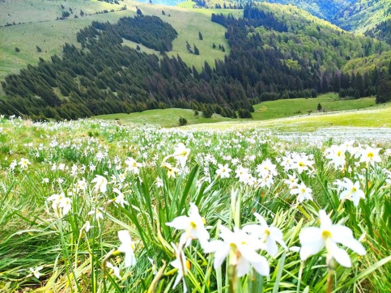 Imagini superbe din Parcul Naţional Munţii Rodnei. Au înflorit narcisele