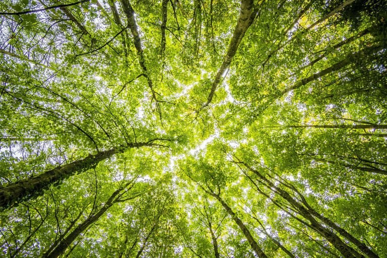 Zaiafet pe Lună, the forest festival in Cluj county for art, music, and sustainability: 3 – 6 July