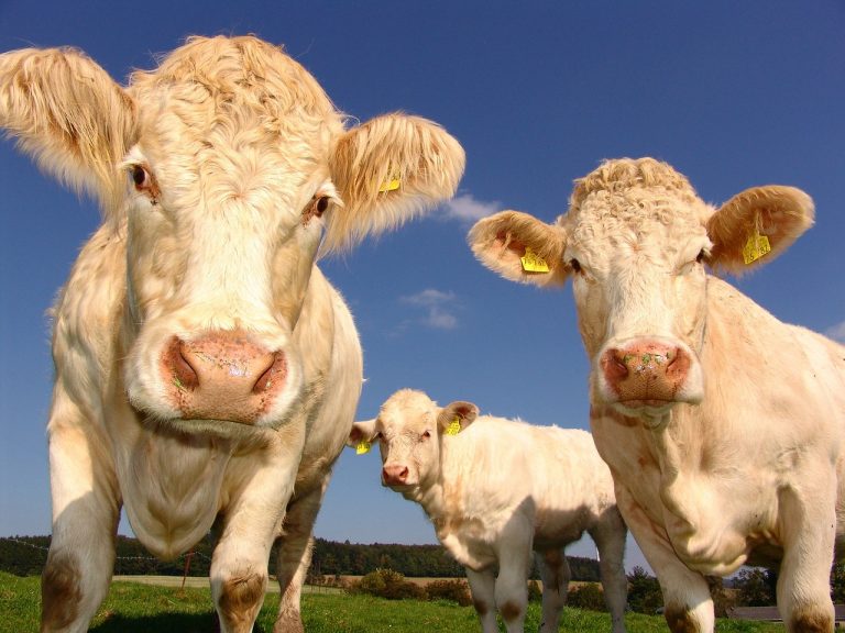 Cum a devenit multimilionar un fermier după ce a dat statul român în judecată
