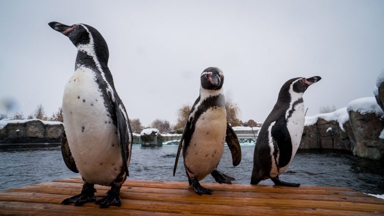 Populaţia de pinguini Humboldt din Chile scade vertiginos; specia riscă să dispară