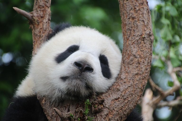 „Diplomația panda” – primul pas al vizitei ministrului chinez de Externe în Australia