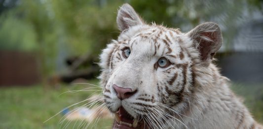 White tigers are under threat animal welfare group FOUR PAWS Credit: FOUR PAWS,