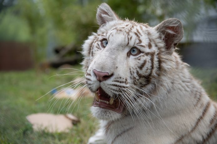 White tigers are under threat animal welfare group FOUR PAWS Credit: FOUR PAWS,