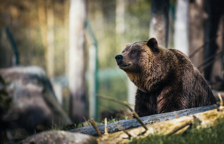 Ministrul Mediului: Nu putem garanta nimănui care merge prin pădure că nu se va întâlni cu un animal sălbatic / Această lege nu este suficientă