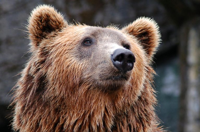 Anchetă pentru a stabili dacă ursul care a omorât o tânără de 19 ani pe Jepii Mici din Bucegi era turbat / Dosar penal după împuşcarea animalului