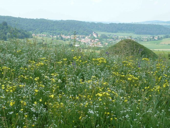 Apold tump flora