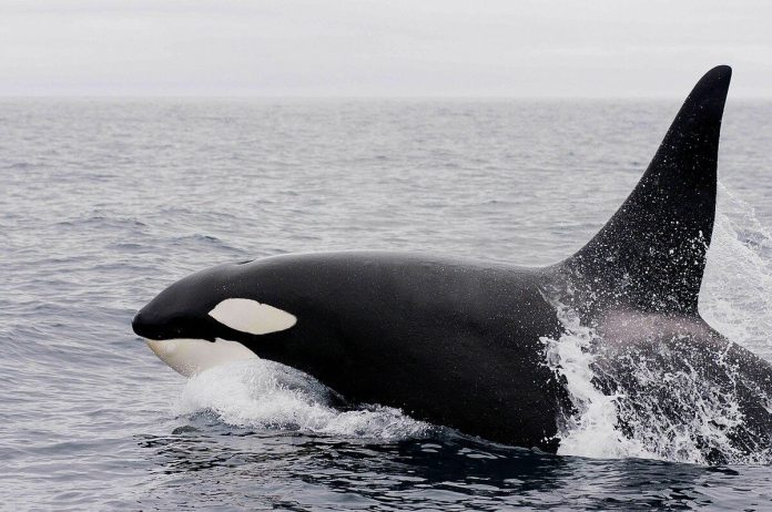 Balena ucigașă orca