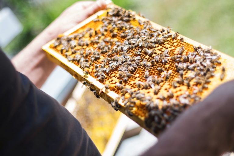 Apicultorii români solicită autorităţilor acordarea unui sprijin financiar / Producţia de miere a scăzut drastic din cauza temperaturilor excesive