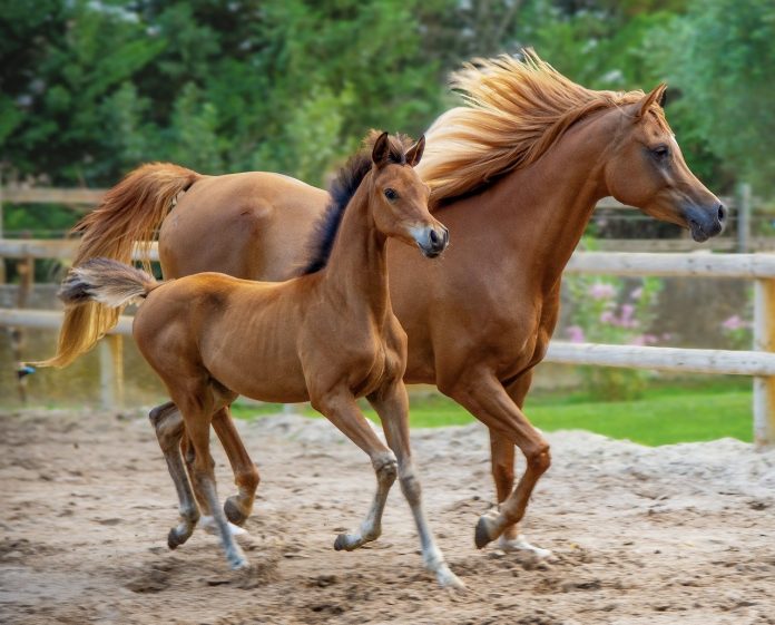 Estonia cloned a horse