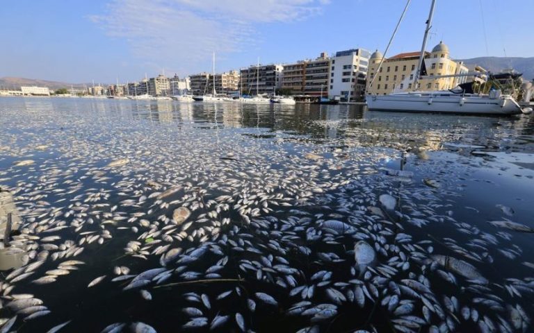 The Guardian: Portul turistic Volos din Grecia a fost „inundat” de sute de mii de peşti morţi / Zona afectată se întinde pe kilometri întregi / Mirosul exasperează localnicii