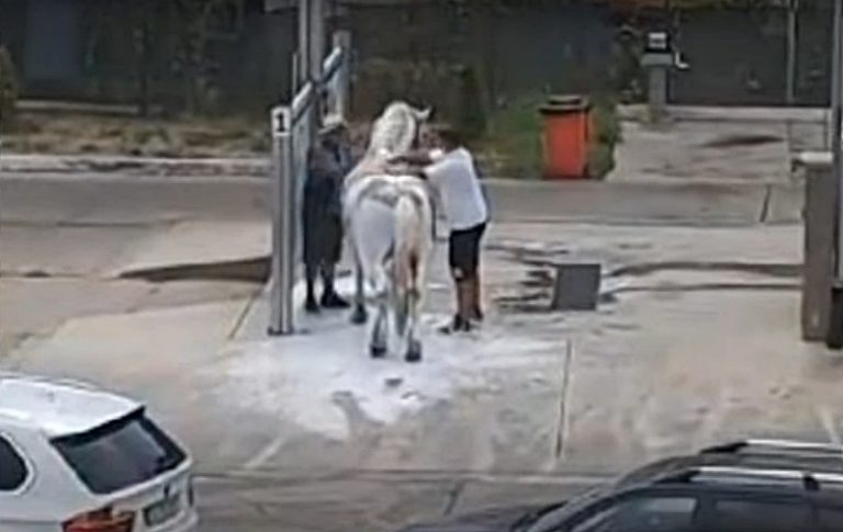 Doi bărbaţi au spălat un cal la o spălătorie auto self-service. Cei doi au acum dosar penal