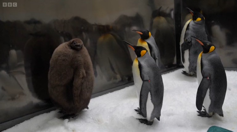 VIDEO | Faceți cunoștință cu Pesto, un pui de pinguin supraponderal care a ajuns un superstar viral pe internet
