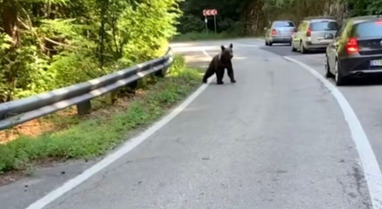 Un bărbat cu un copil în braţe, amendat după ce a oprit să se fotografieze pe Transfăgărășan cu un urs care urma să fie relocat