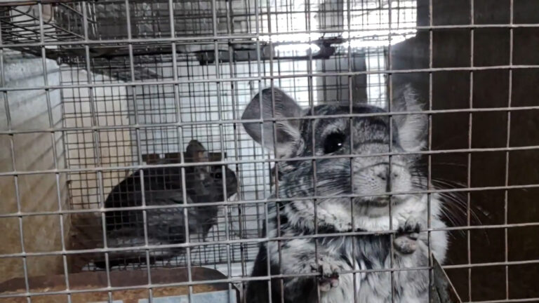 Romania bans fur farming