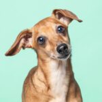 Erika, a stray from Moldova by Sophie Gamand., FOUR PAWS.