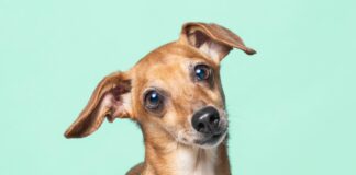 Erika, a stray from Moldova by Sophie Gamand., FOUR PAWS.