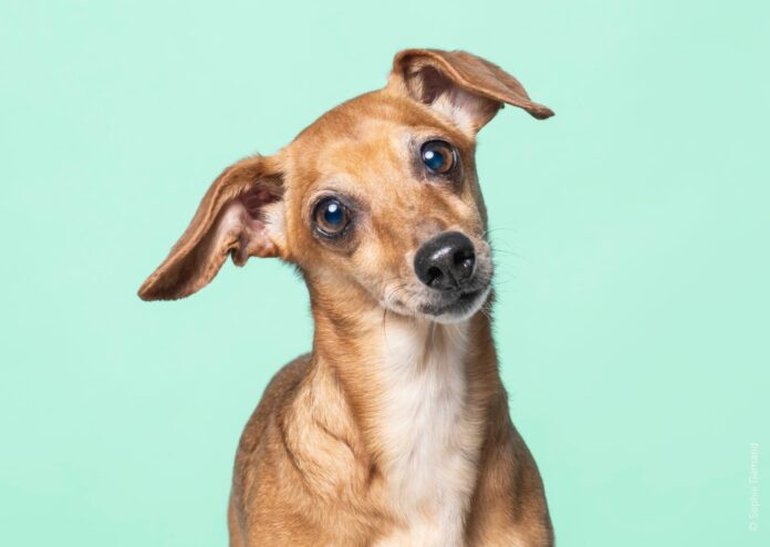 From Stray to Star. Moldova’s dogs get their own exhibition Erika, a stray from Moldova by Sophie Gamand., FOUR PAWS.
